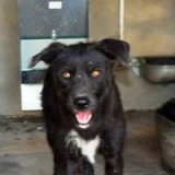 Adopta a Lois