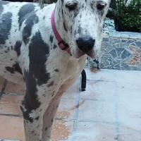Adopta a Aria