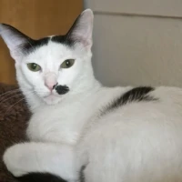 Adopta a Nano