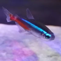 Adopta a Tetra Neón