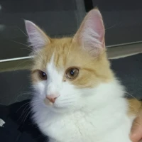 Adopta a Simba