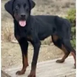 Adopta a Lily