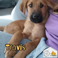 Adopta a Travis