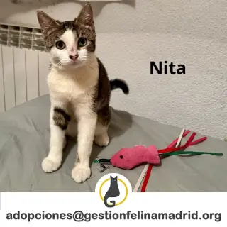 Nita