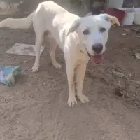 Adopta a Pumuky