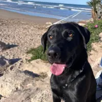Adopta a Blacky