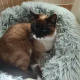 Adopta a Amber Lu