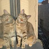 Adopta a Neo