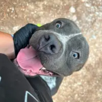 Adopta a Gordito