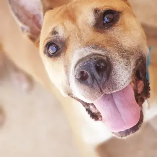 Rudy