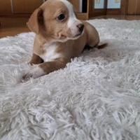 Adopta a No Tiene