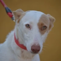 Adopta a Almendra