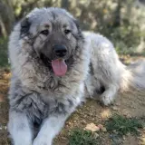 Adopta a Yogui