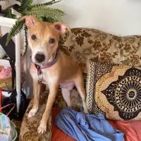 Adopta a Lucy