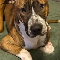 Adopta a Príncipe