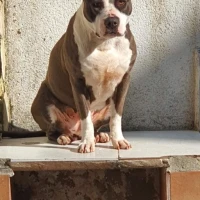 Adopta a Luna