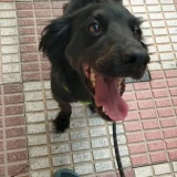 Adopta a Blacky