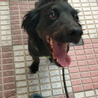 Adopta a Blacky