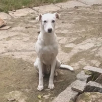 Adopta a Karim