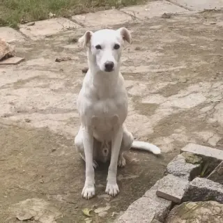 Karim