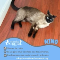 Adopta a Nino