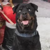 Adopta a Drac