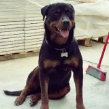 Adopta a Thor