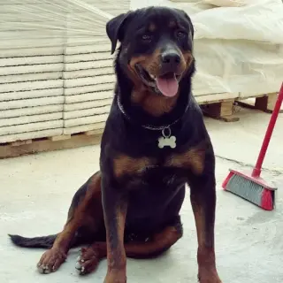 Thor