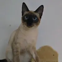 Adopta a Bella