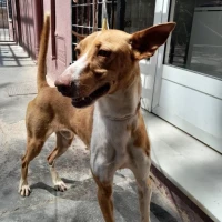 Adopta a Tauro