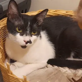 Olivia