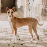 Adopta a Anubis