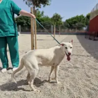 Adopta a Bilma