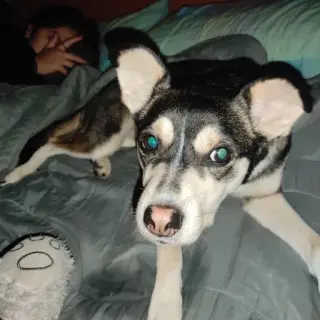 Kira