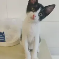 Adopta a Regaliz