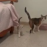 Adopta a Nala Y Benita