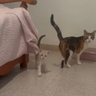 Nala Y Benita