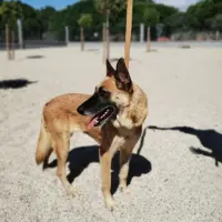 Adopta a Raily