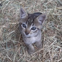 Adopta a Tigrecito Gris En Adopción!!!