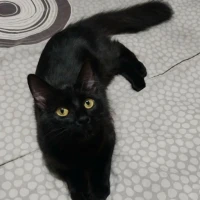 Adopta a Gira