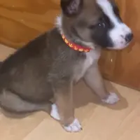 Adopta a Milu