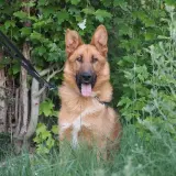 Adopta a Archer