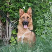 Adopta a Archer
