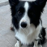 Adopta a Rex