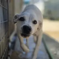 Adopta a Estrella
