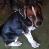 Adopta a Peque
