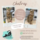 Adopta a Chafiras