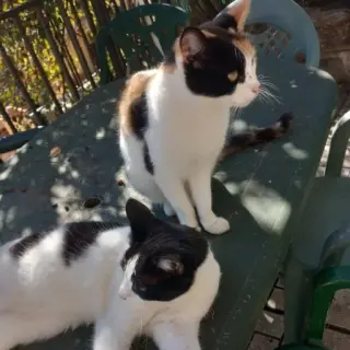 Asia Y Tokyo