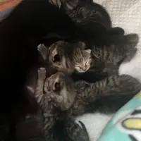 Adopta a Miso, Nori, Maki, Edamame Y Soja