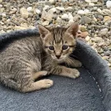 Adopta a Gina